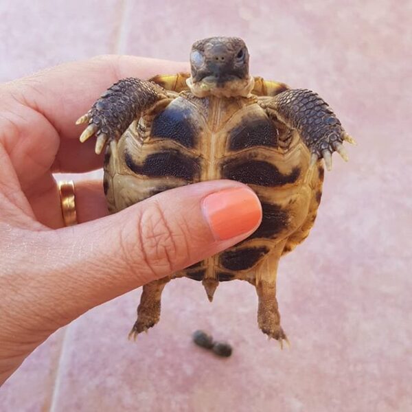 Russian tortoise - Image 25