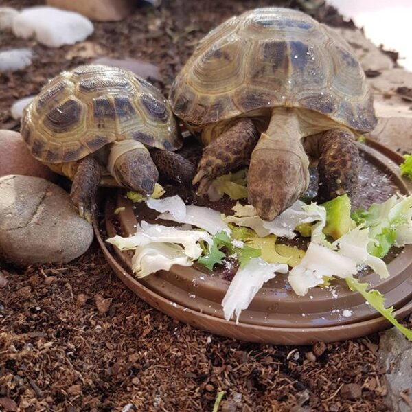 Russian tortoise - Image 28
