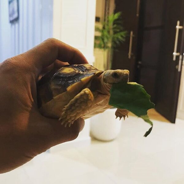 Yellow Foot tortoise - Image 2