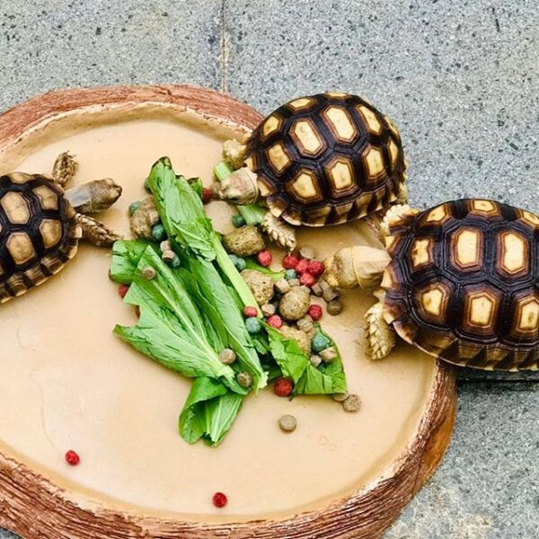 Yellow Foot tortoise - Image 4
