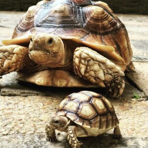 Yellow Foot tortoise