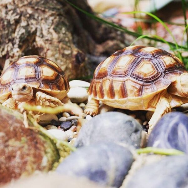 Yellow Foot tortoise - Image 5