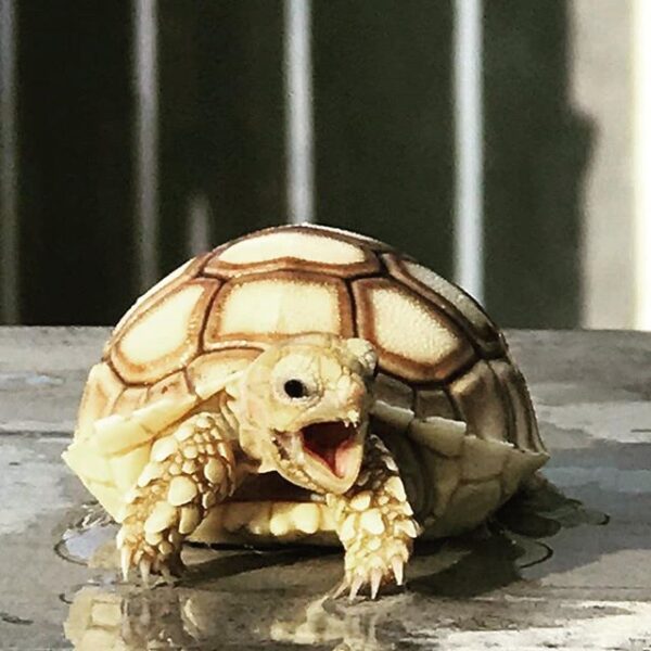 Yellow Foot tortoise - Image 6