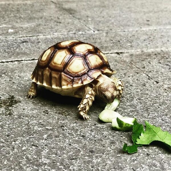 Yellow Foot tortoise - Image 8