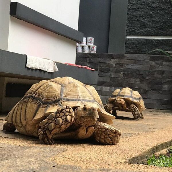 Yellow Foot tortoise - Image 9