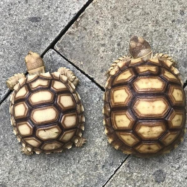 Yellow Foot tortoise - Image 10