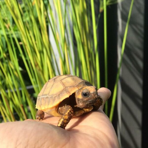 Yellow Foot tortoise - Image 11