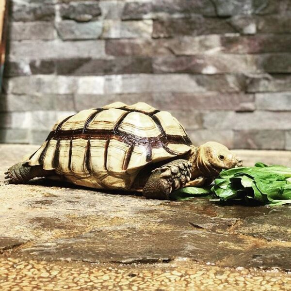 Yellow Foot tortoise - Image 12