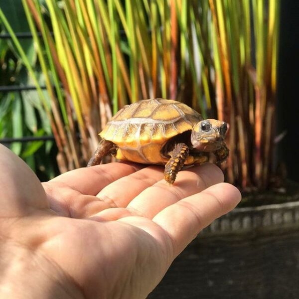 Yellow Foot tortoise - Image 13