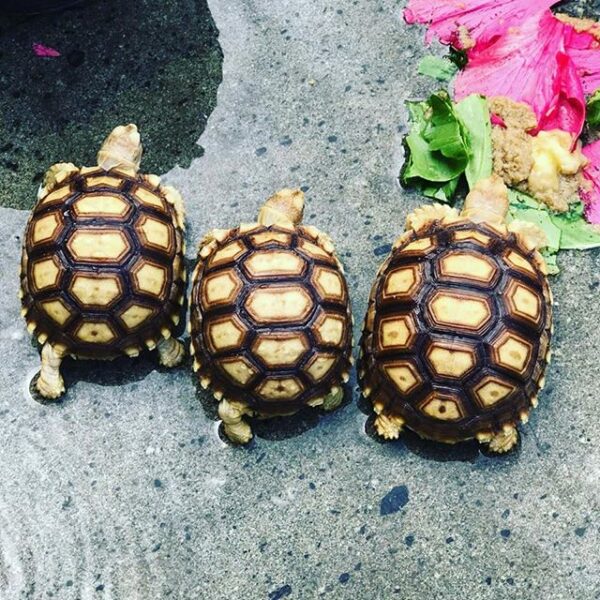 Yellow Foot tortoise - Image 14
