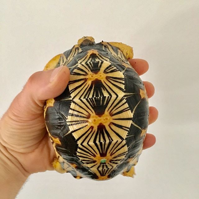 Pretty Clean Spider tortoise for sale
