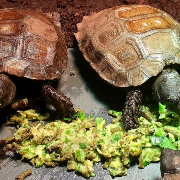 Burmese Mountain tortoise for sale