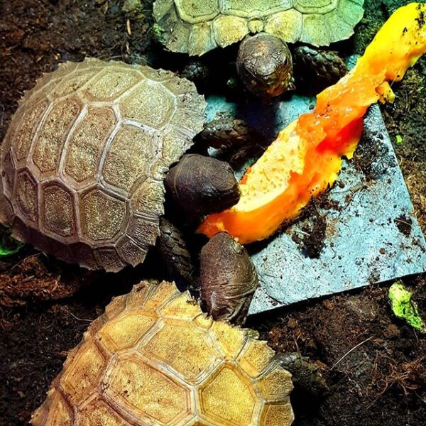 Burmese Mountain tortoise for sale