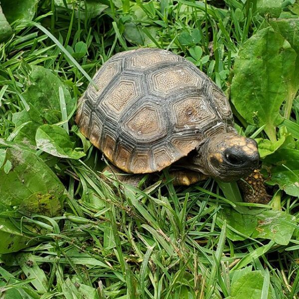 Burmese Mountain tortoise for sale