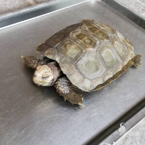 Burmese Mountain tortoise for sale