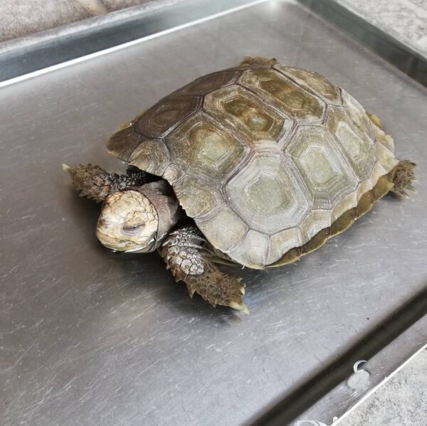 Burmese Mountain tortoise for sale