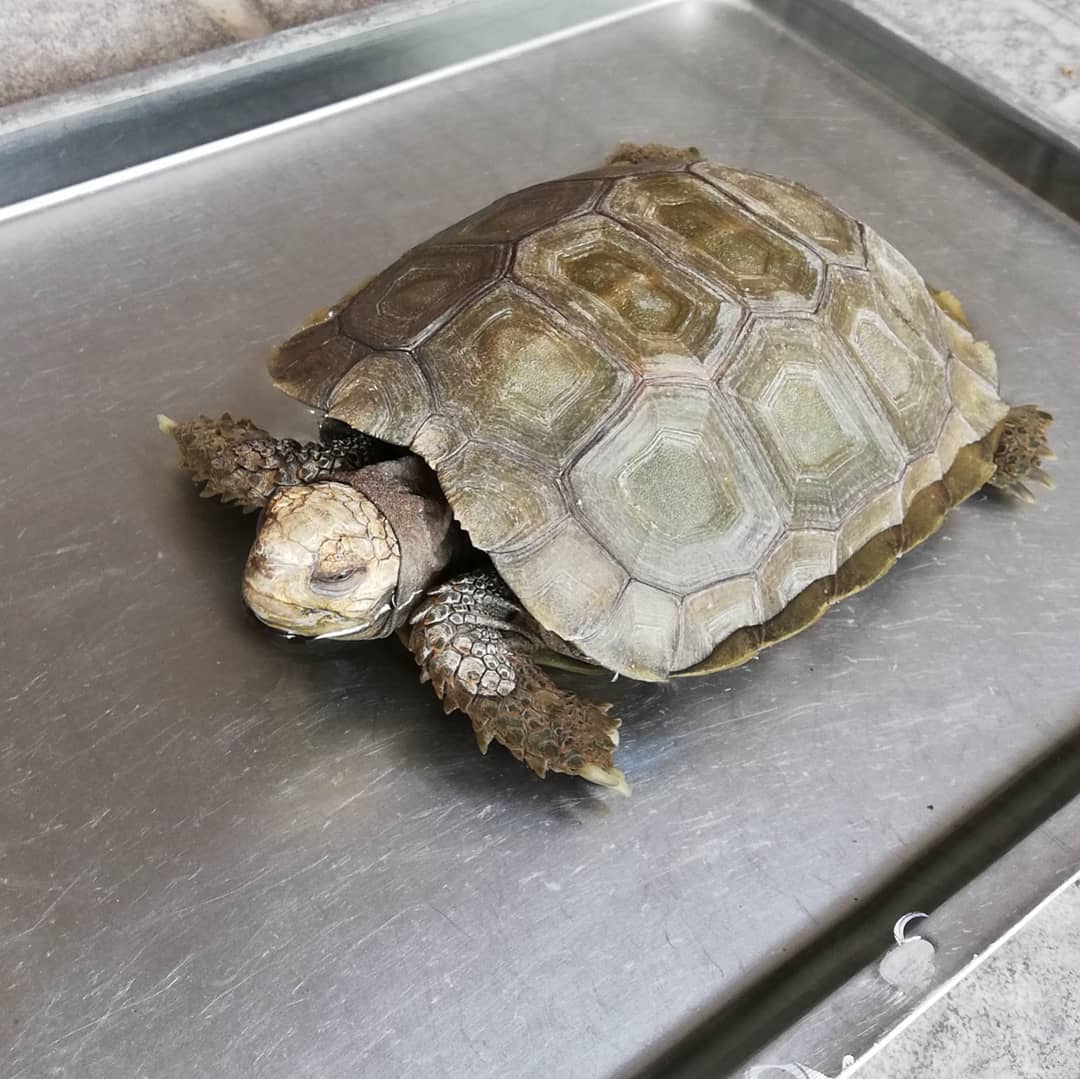 Burmese Mountain tortoise for sale