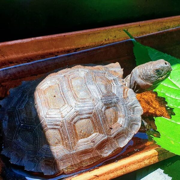 Burmese Mountain tortoise - Image 11