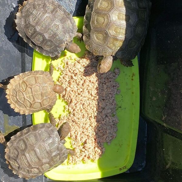 Burmese Mountain tortoise - Image 12