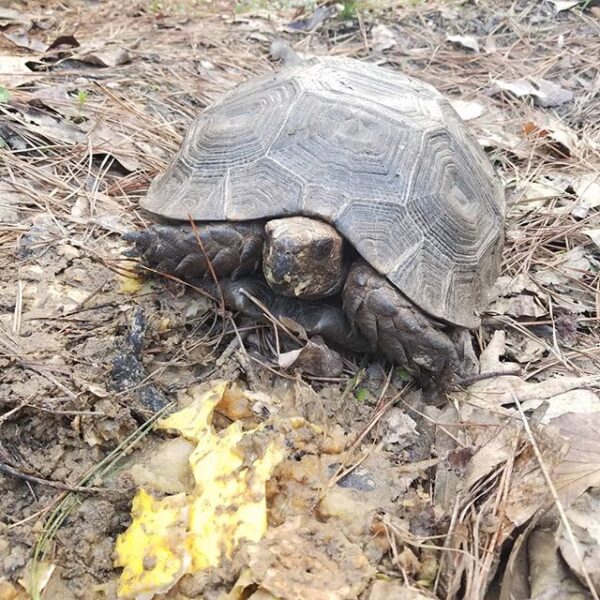 Burmese Mountain tortoise for sale
