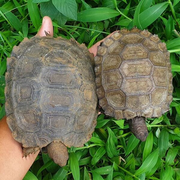 Burmese Mountain tortoise for sale