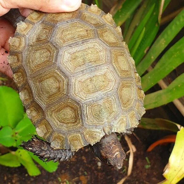 Burmese Mountain tortoise - Image 2