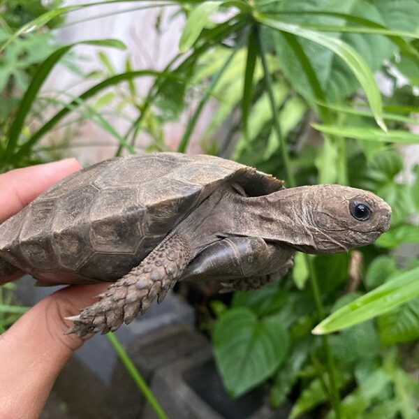 Burmese Mountain tortoise - Image 6