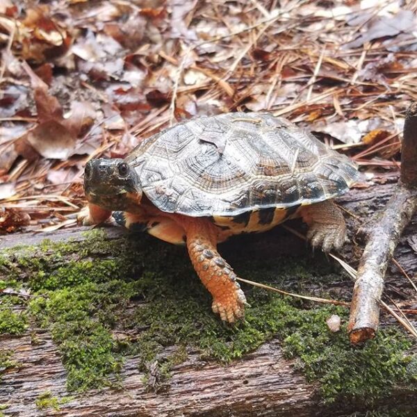 Burmese Mountain tortoise for sale