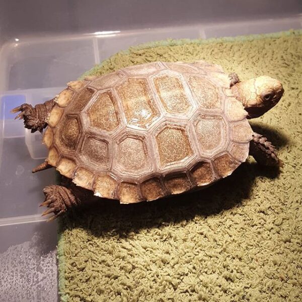 Burmese Mountain tortoise - Image 4