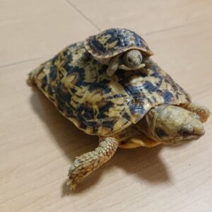 The Pancake tortoise Online for Sale