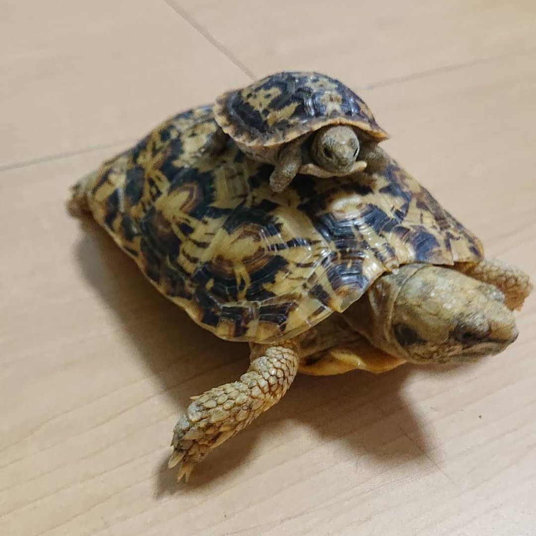 The Pancake tortoise Online for Sale