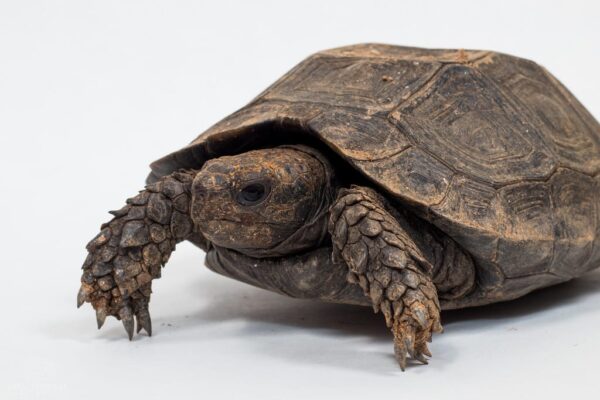 BURMESE BLACK MOUNTAIN TORTOISE - Image 4